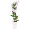 Clematispflanze mit rosa-weißen Blüten im Topf.