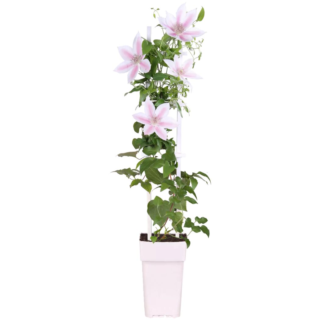 Clematispflanze mit rosa-weißen Blüten im Topf.