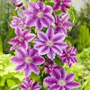 Lila Clematisblüten