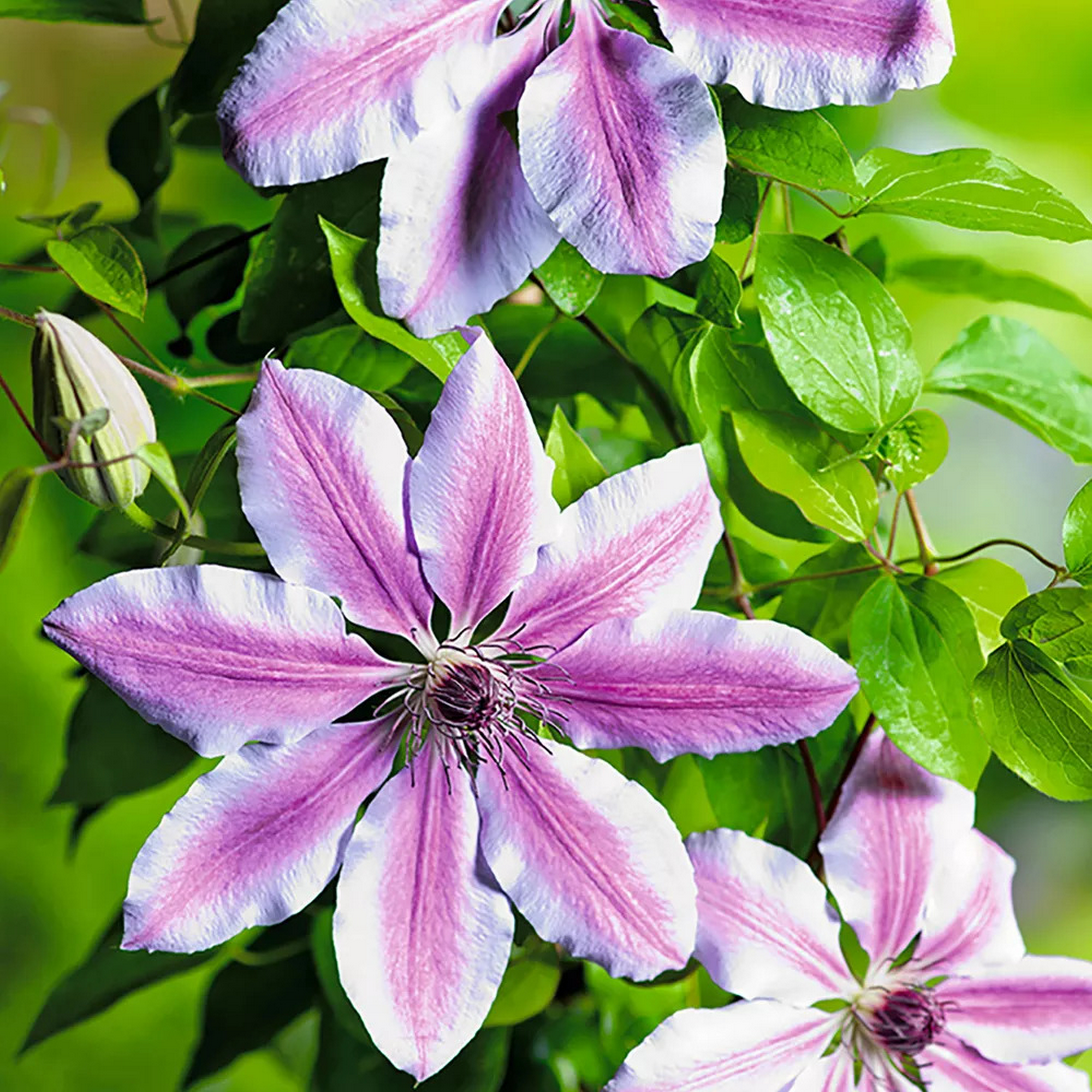 Clematis Standard zweifarbig 14 cm Topf + product picture