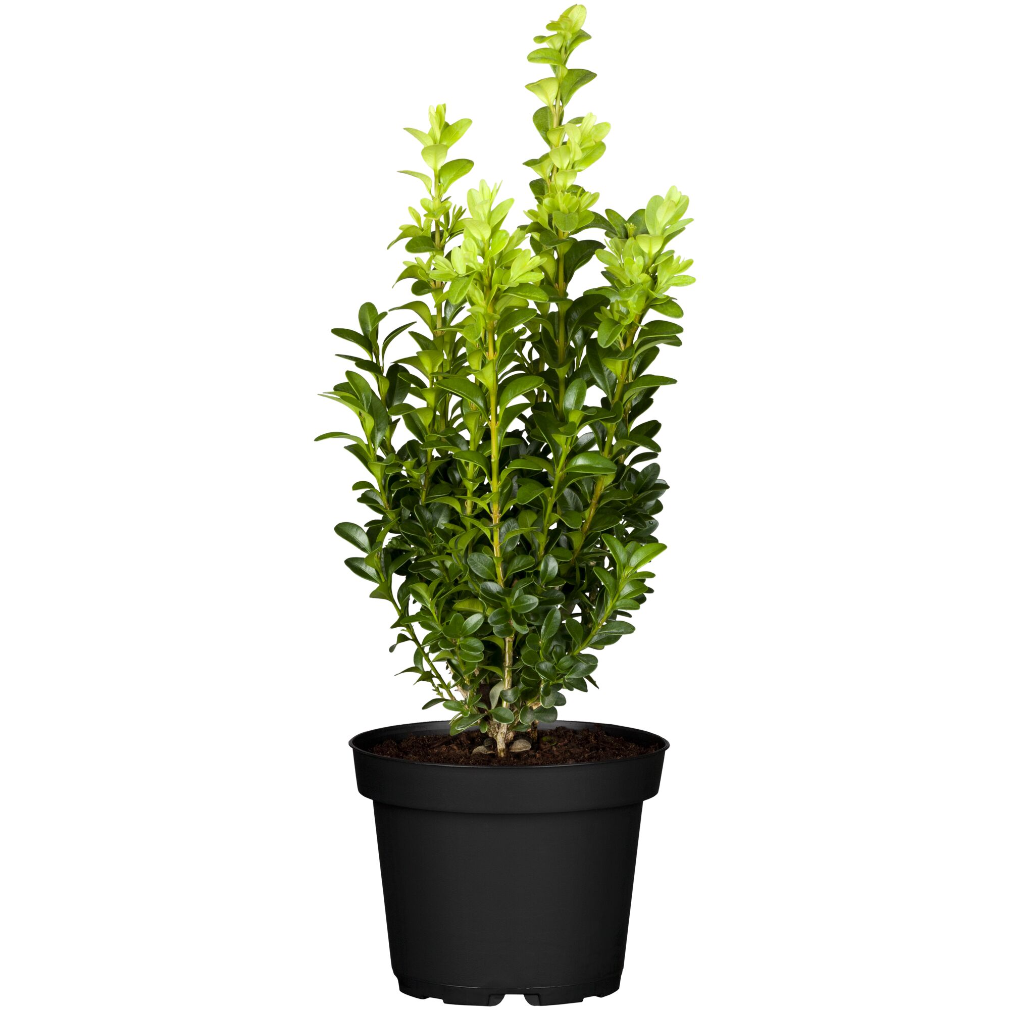 Buchsbaum in schwarzem Topf