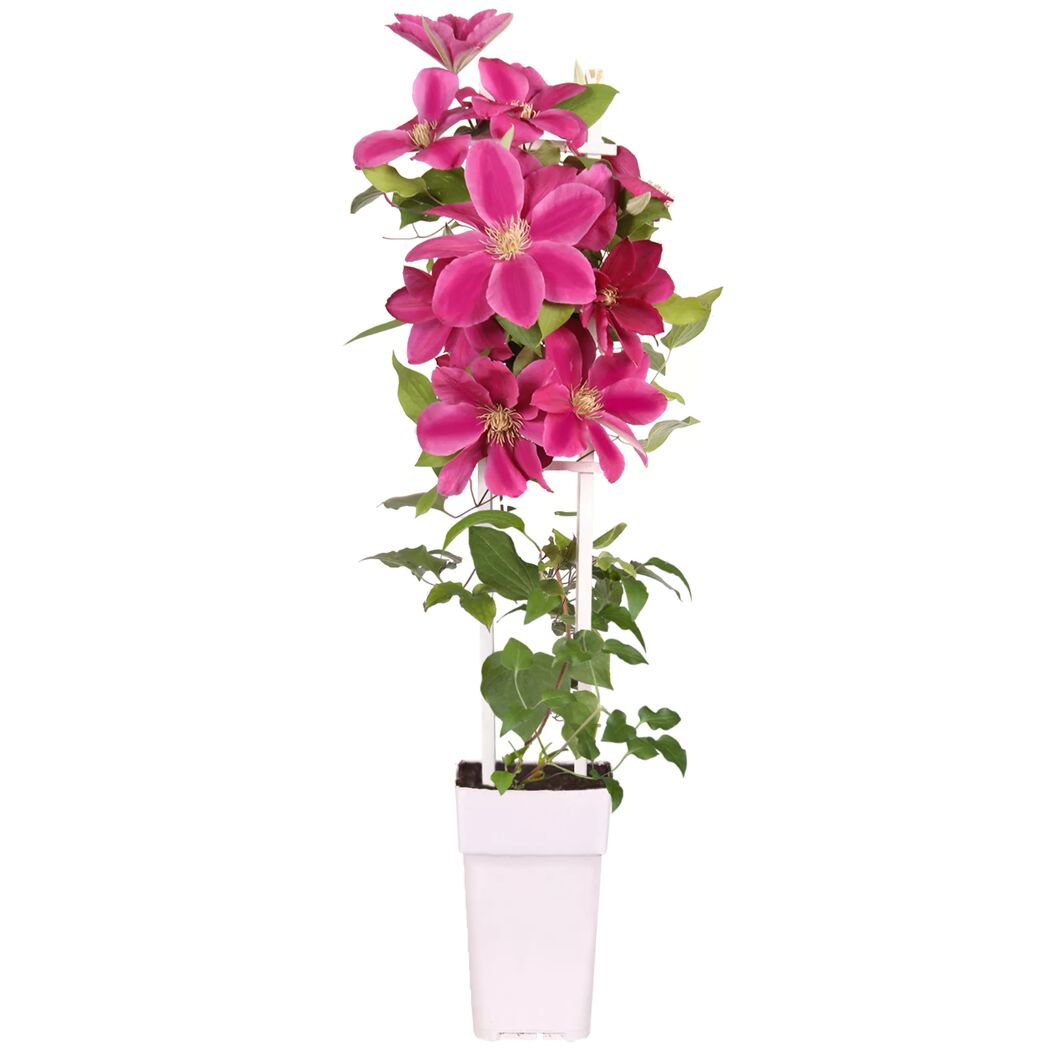 Clematis im Topf mit Rankhilfe