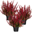 Glockenheide rot 11 cm Topf, 3er-Set