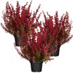 hauptbild