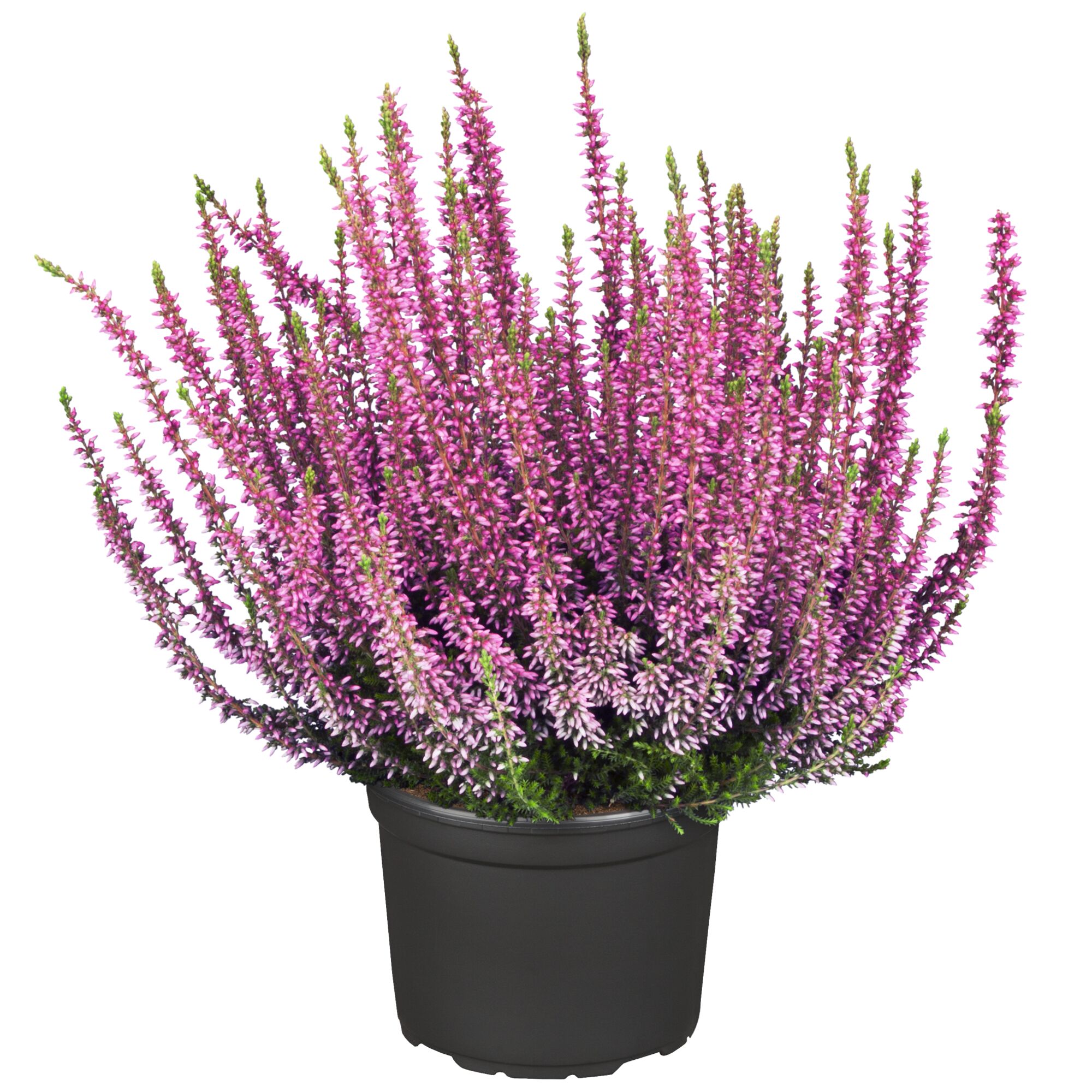 Lila blühende Knospenheide im Topf