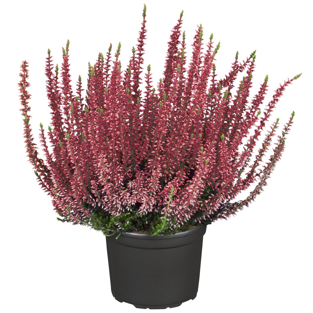 Topfpflanze mit rosafarbenen Blüten