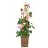 Rosen verschiedene Sorten 23 cm Topf
