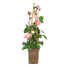 Rosen verschiedene Sorten 23 cm Topf