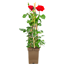 Rosen verschiedene Sorten 23 cm Topf