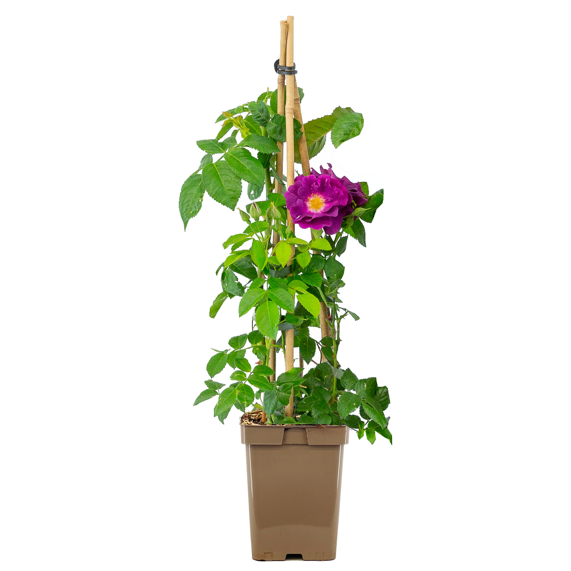 Rosen verschiedene Sorten 23 cm Topf
