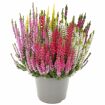 hauptbild