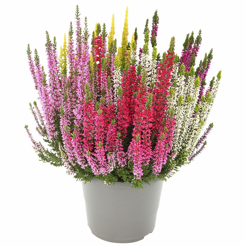 Knospenheide 'Beauty Sisters High Five®' 17 cm Dekotopf