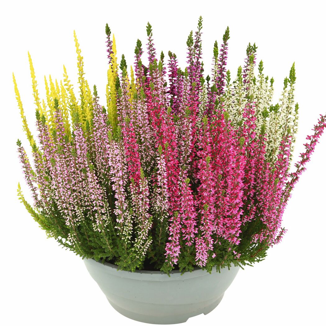 Knospenheide 'Beauty Sisters High Five®' 23 cm Schale