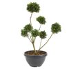Bonsai-Ilex in grauem Topf