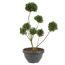 Bonsai-Ilex in grauem Topf