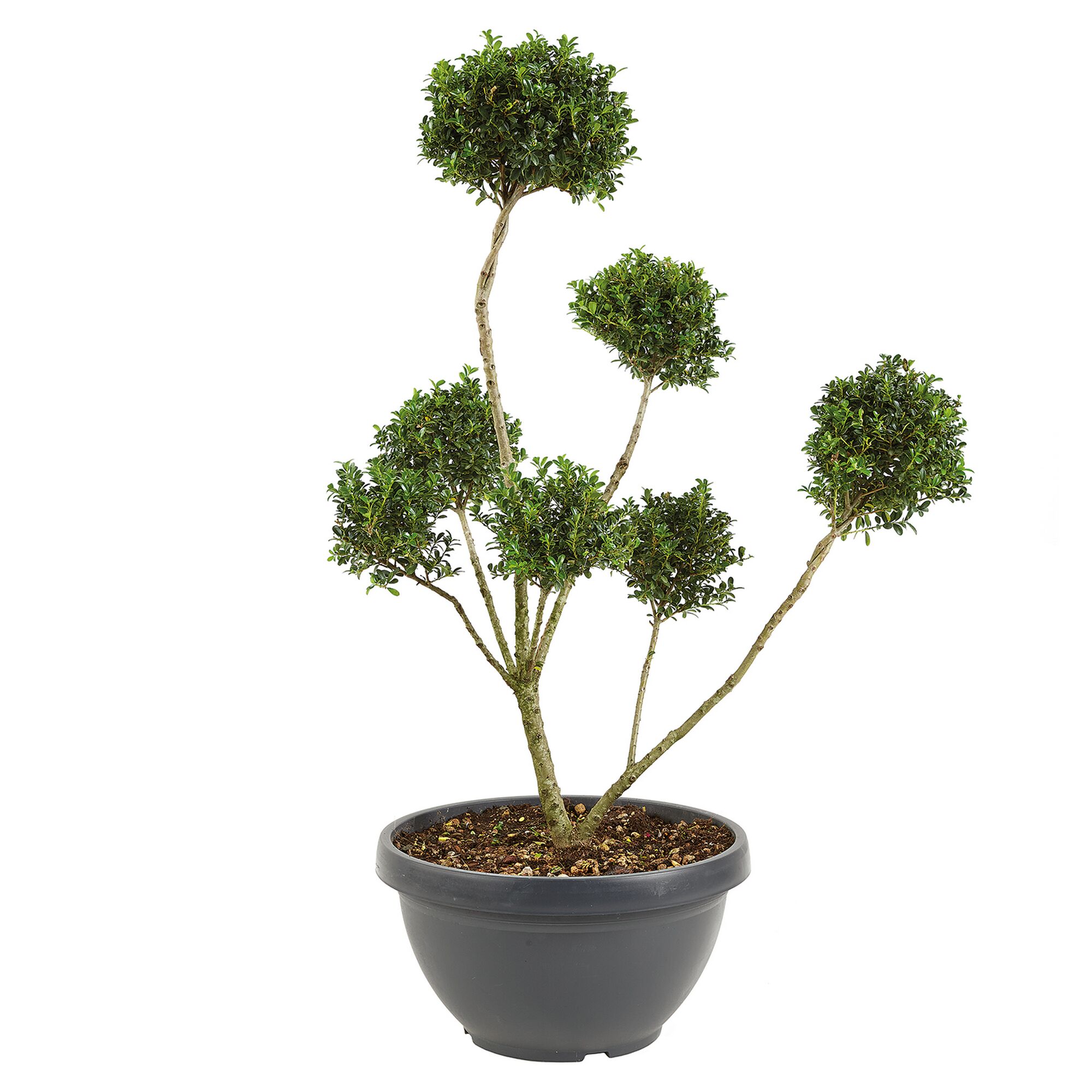 Bonsai-Ilex in grauem Topf