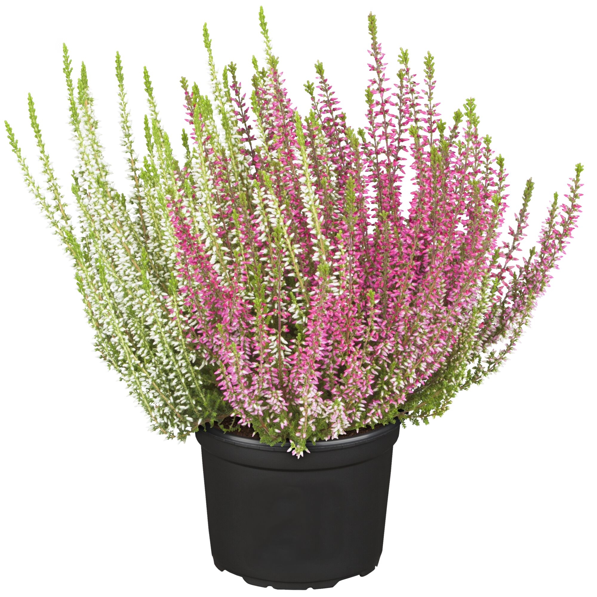 Rosa und weiße Knospenheide im schwarzen Topf