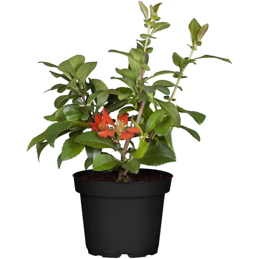 Zierquitte mit orangener Blüte im Topf