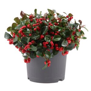 Scheinbeere 'Big Berry' 17 cm Topf
