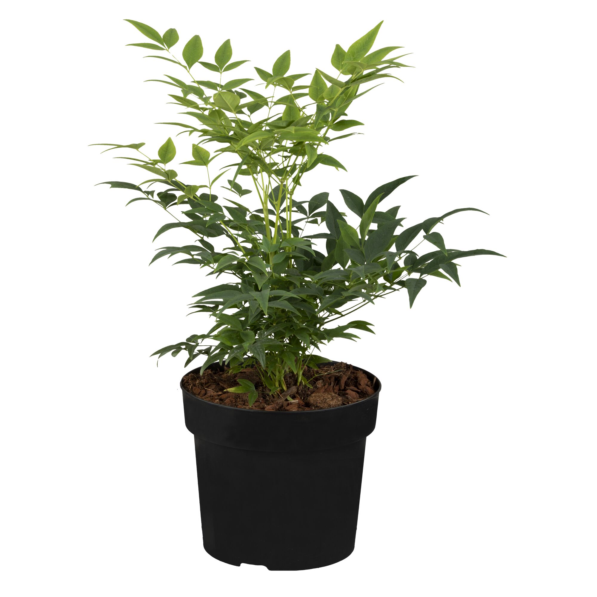 Nandina Magical Lemonhimmel