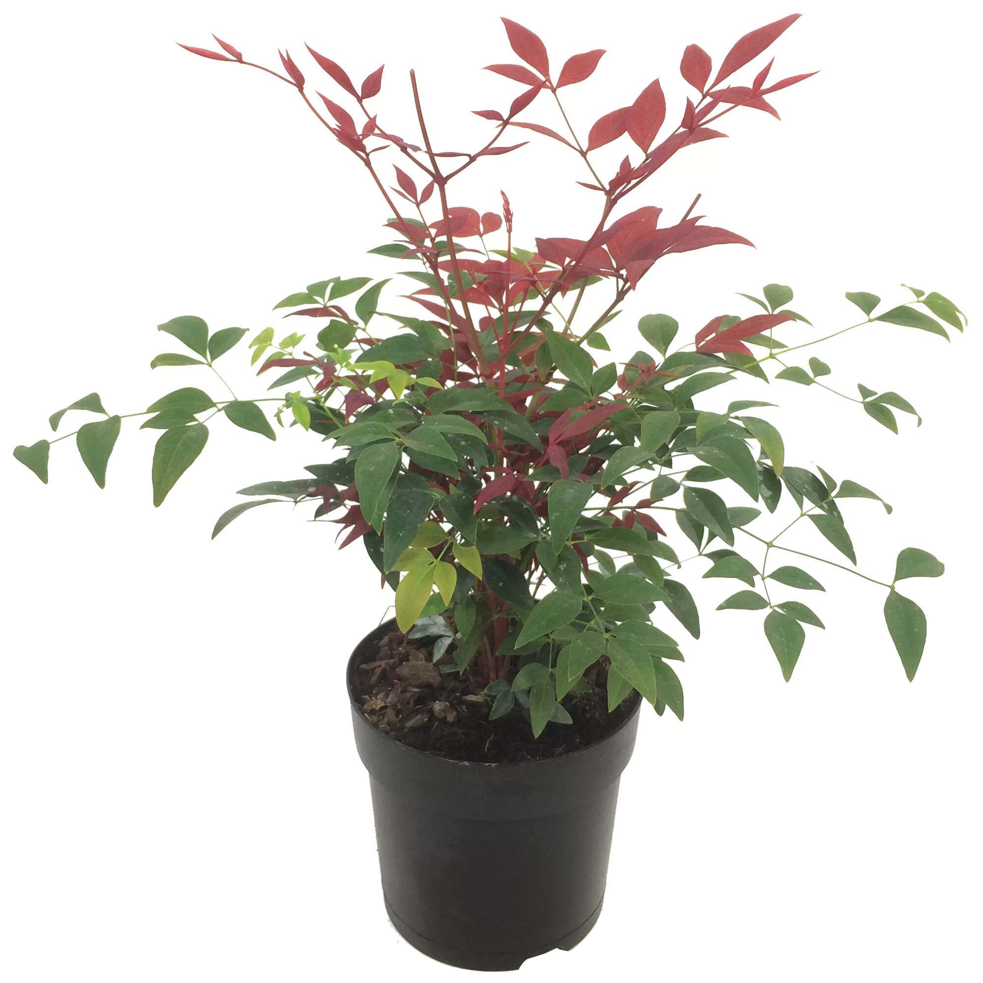 Nandina Obsessed Himmelsbambus in schwarzem Topf