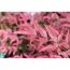 Nahaufnahme der rosa Blätter des Himmelsbambus