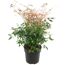 Nandina Twilight Himmelsbambus im Topf