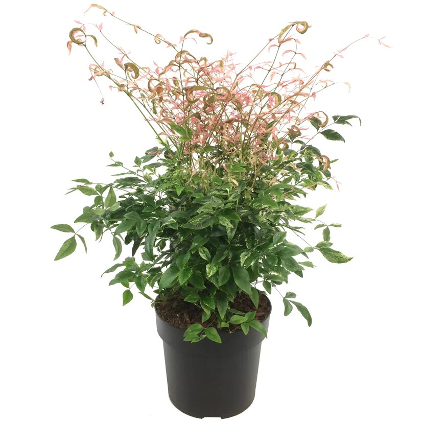 Nandina Twilight Himmelsbambus im Topf