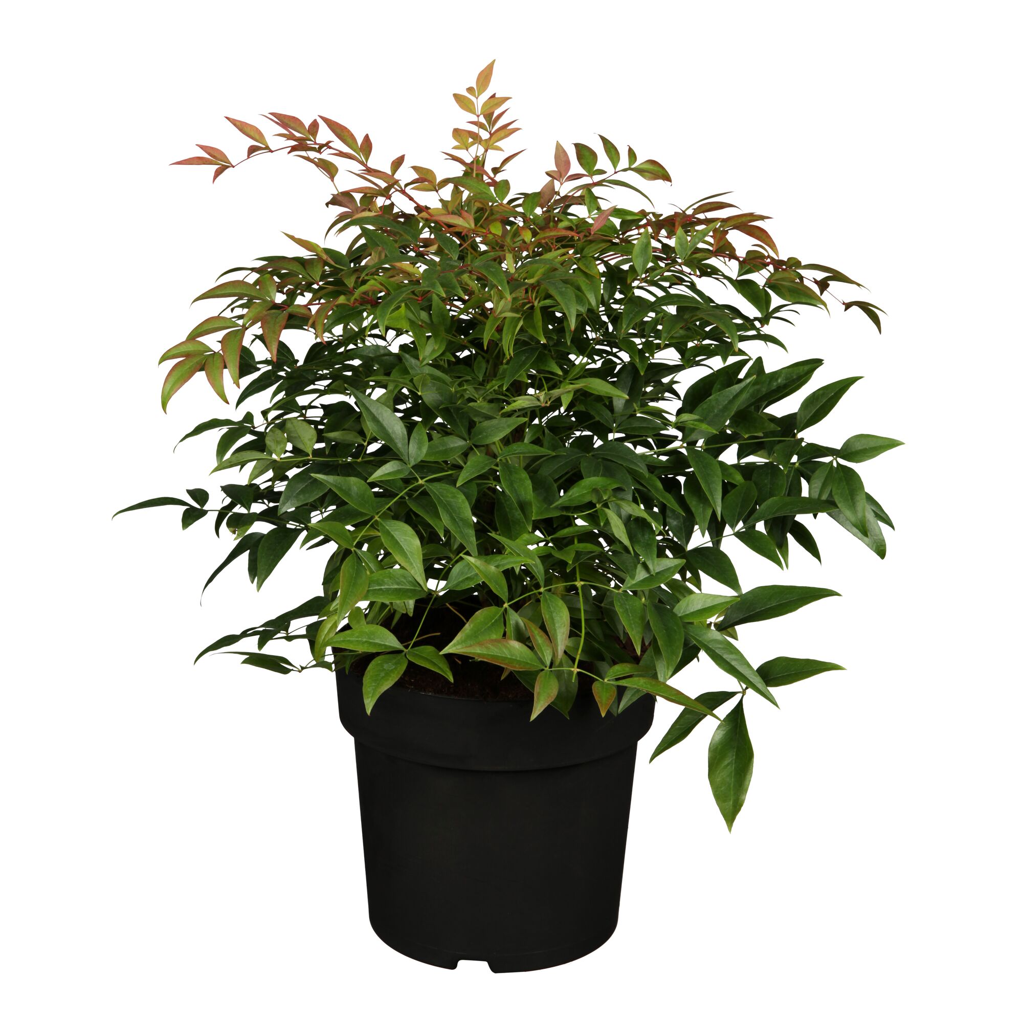 Nandina mag Sunrise Himmelsbambus im schwarzen Topf