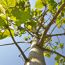 Blick von unten auf einen Paulownia-Baum