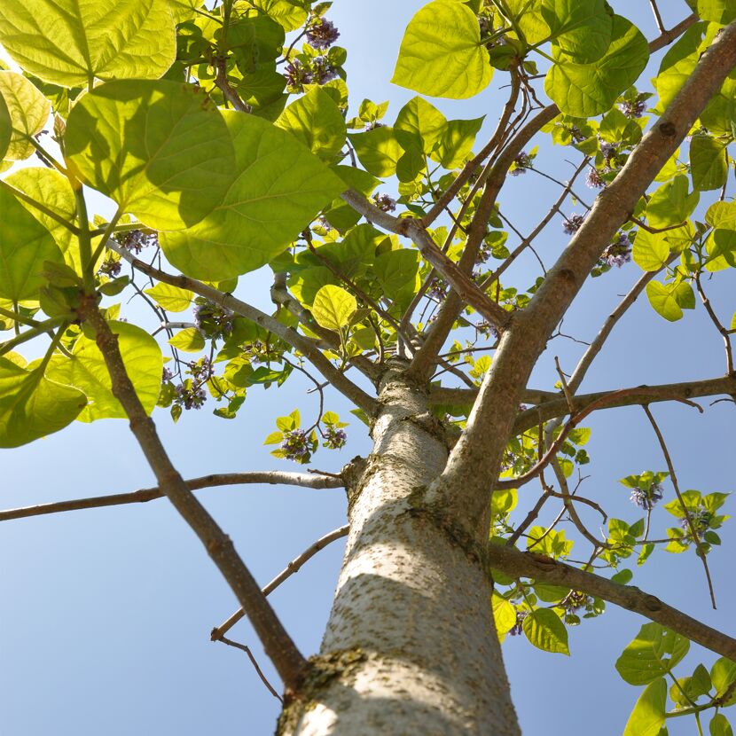 Blick von unten auf einen Paulownia-Baum