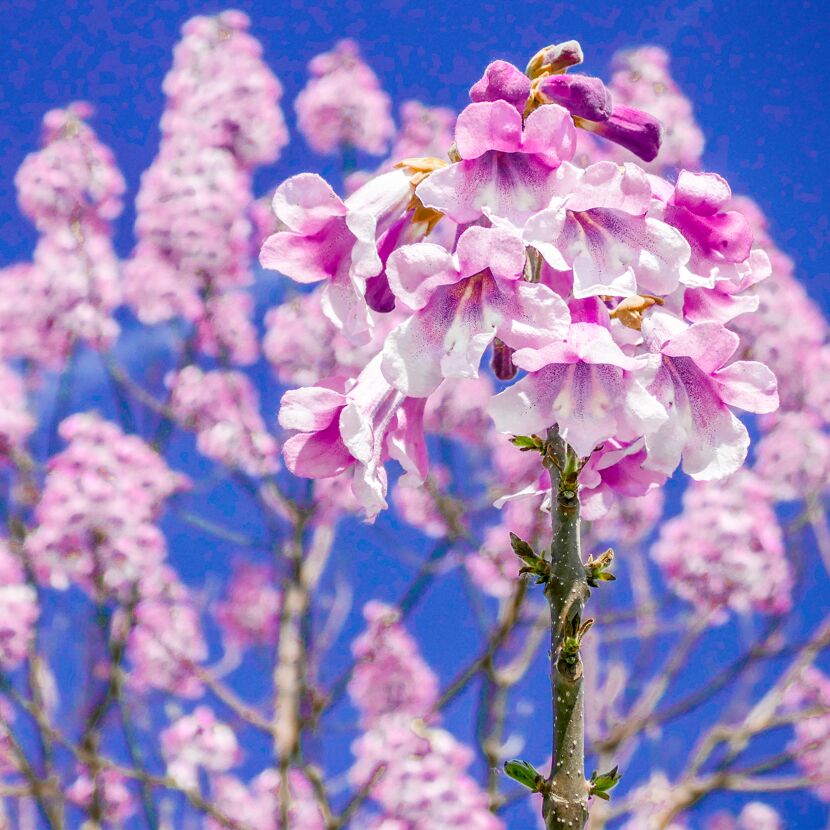 Nahaufnahme von rosa Blüten des Paulownia-Baums.