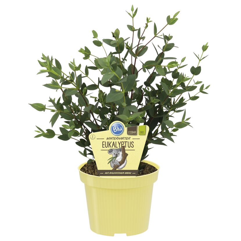 Winterharter Eukalyptus im Topf