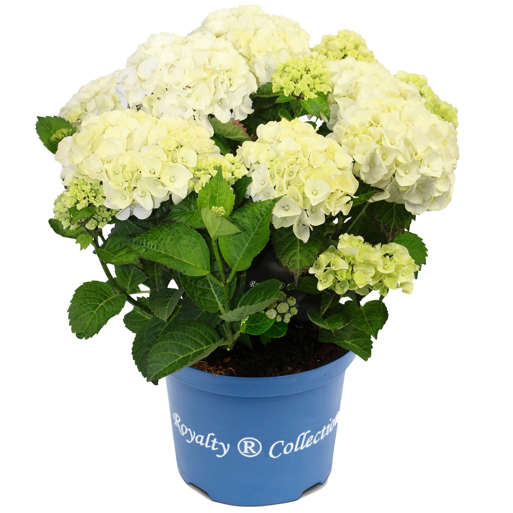Royality Collection Hortensie in blauem Topf