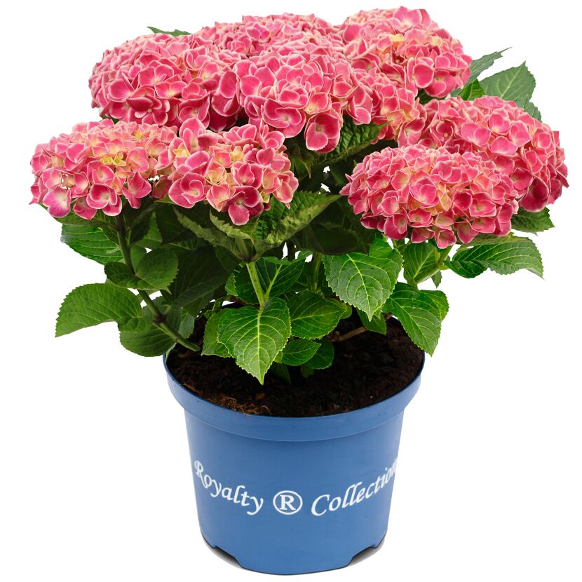 Rosa Hortensie Royalty Collection im blauen Topf
