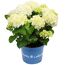 Hortensie 'Royalty Collection®' verschiedene Sorten, 20 cm Topf