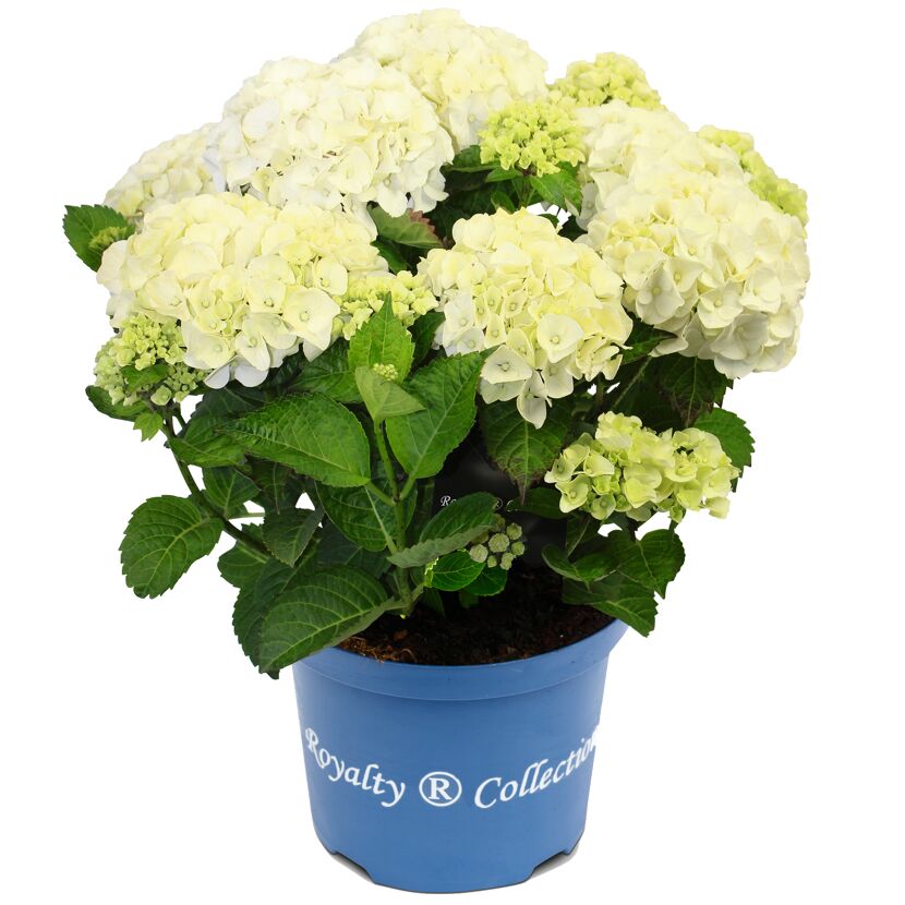 Hortensie 'Royalty Collection®' verschiedene Sorten, 20 cm Topf