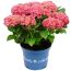 Hortensie 'Royalty Collection®' verschiedene Sorten, 20 cm Topf