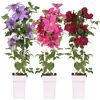 Drei Clematis in verschiedenen Farben im Topf
