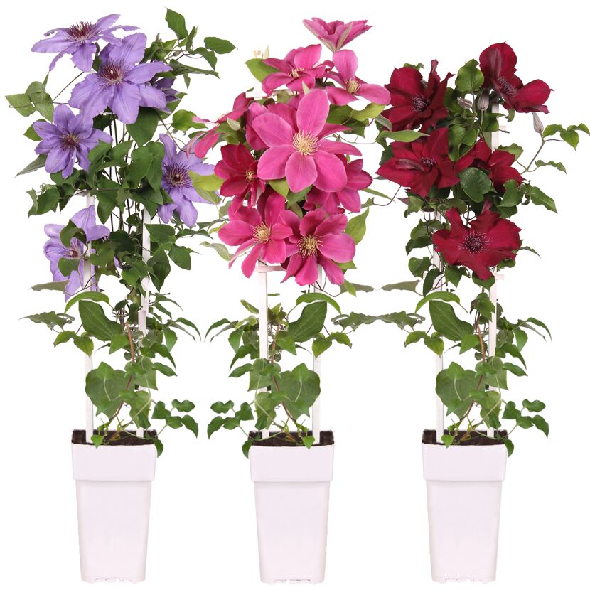 Drei Clematis in verschiedenen Farben im Topf