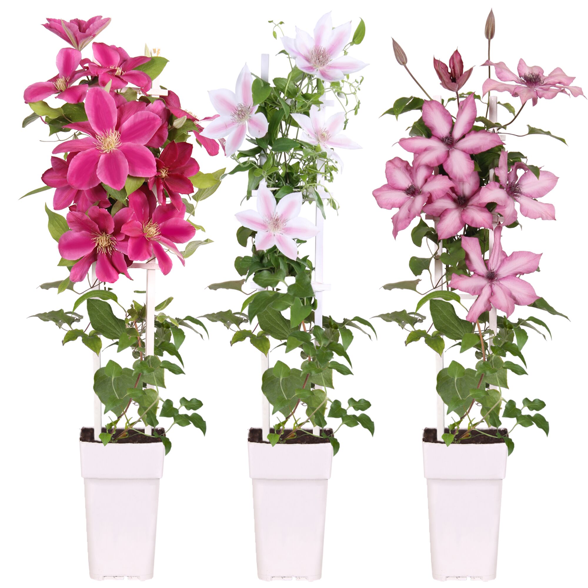 Drei Clematis in verschiedenen Farben