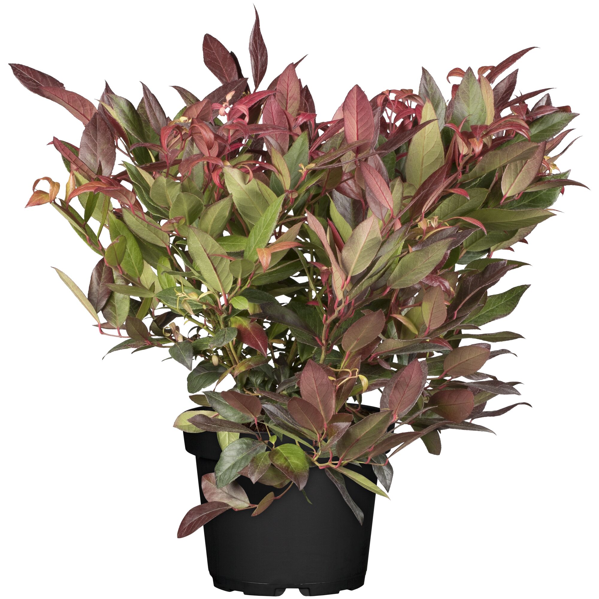 Traubenheide im Topf