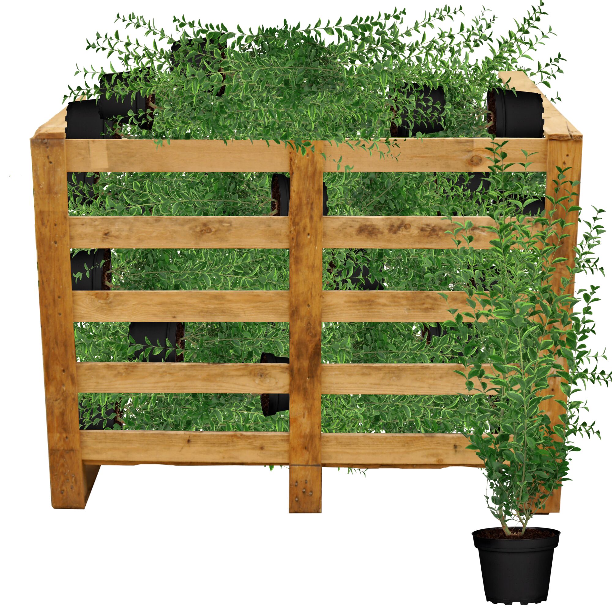 Liguster in einer Holzkiste und Topf