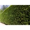Ligusterhecke