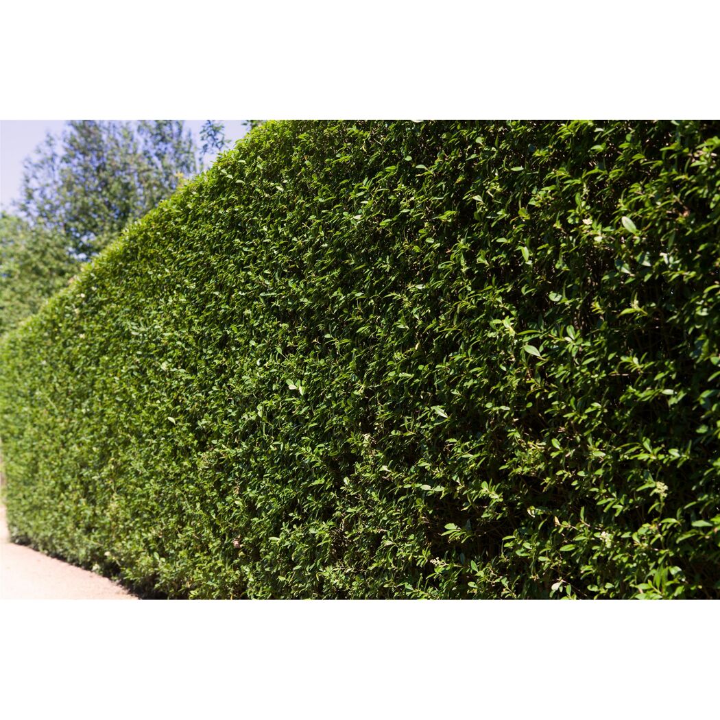 Ligusterhecke