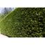 Ligusterhecke