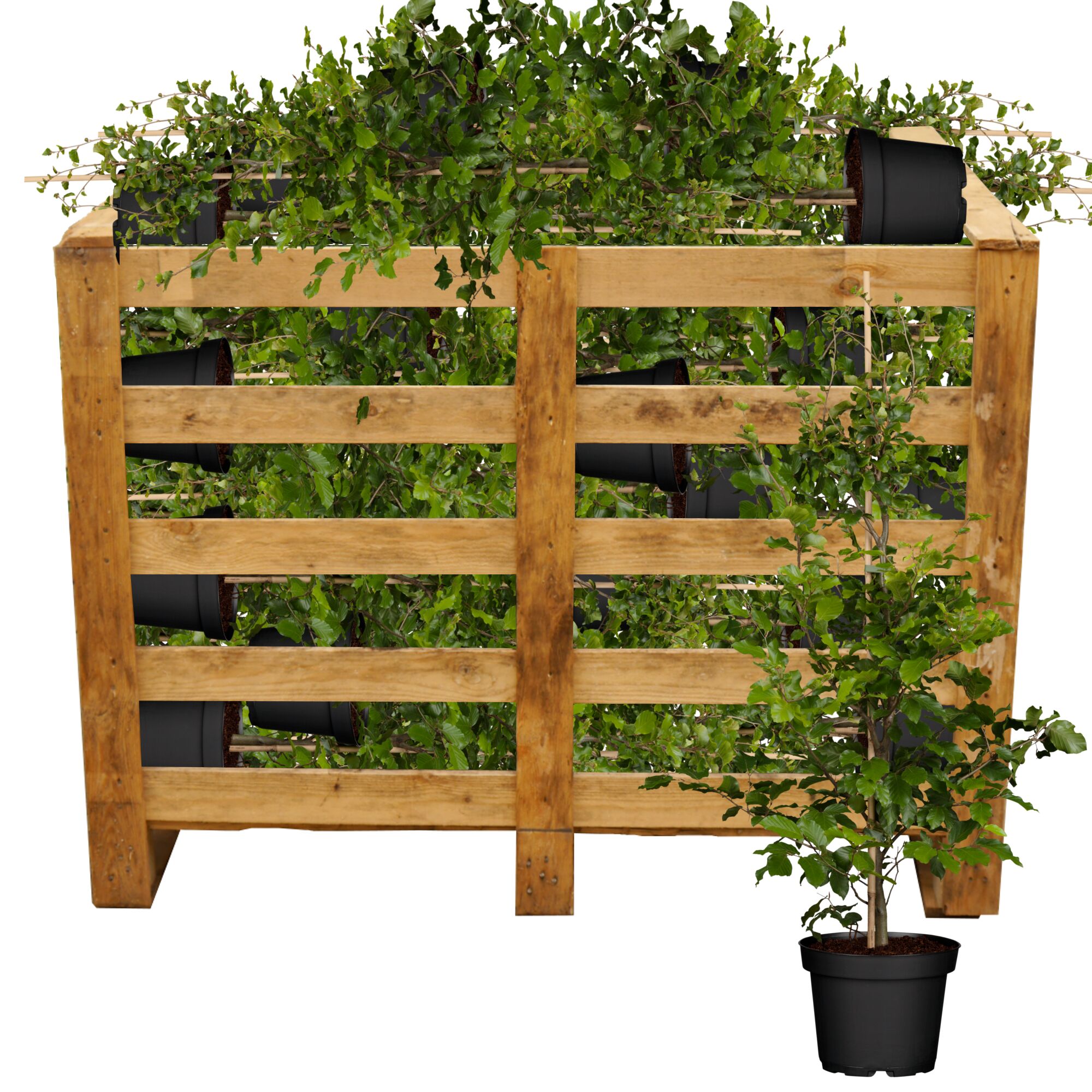 Grüne Buchenpflanzen in einer Holzkiste und Topf