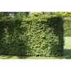 Grüne Hecke im Garten