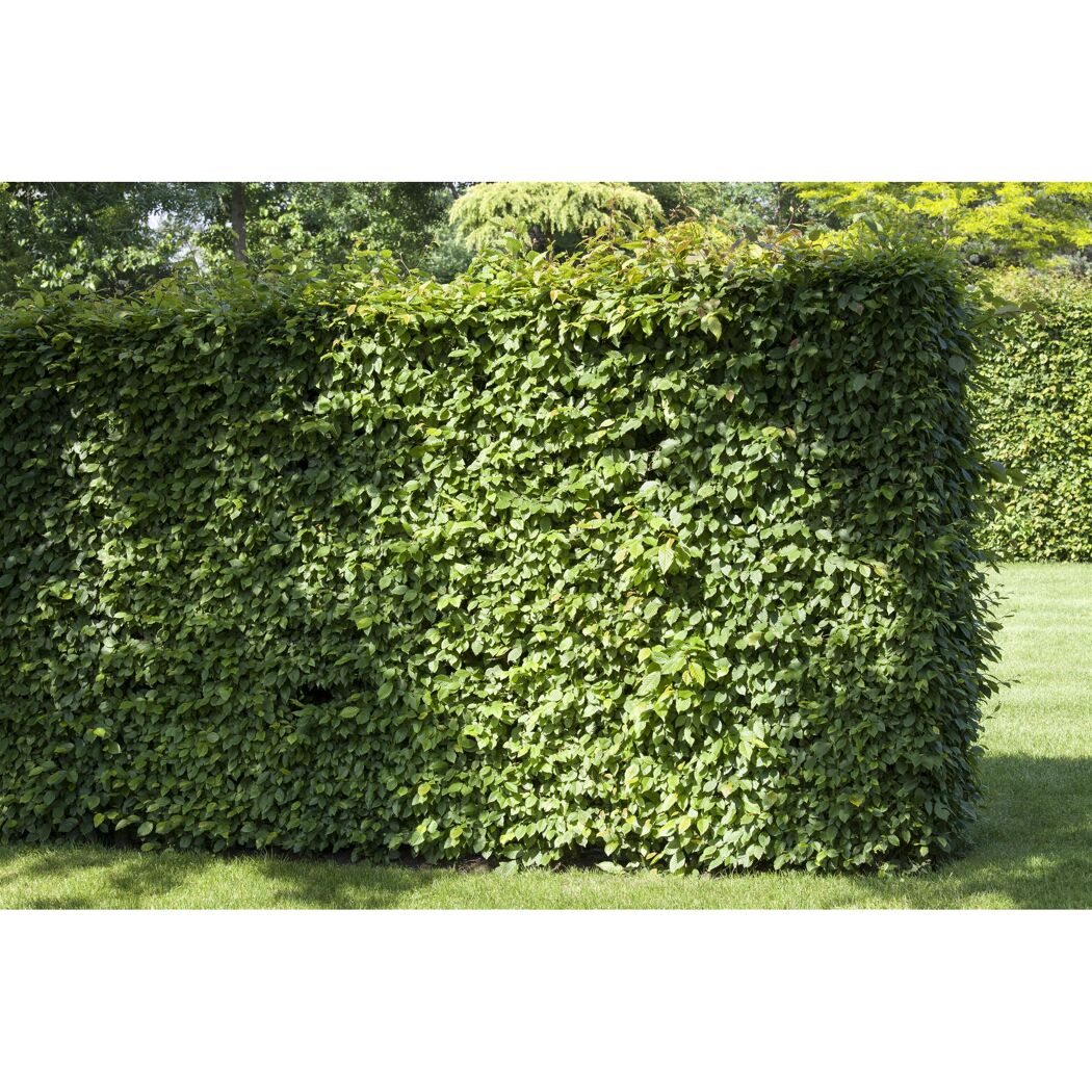 Grüne Hecke im Garten