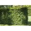 Grüne Hecke im Garten